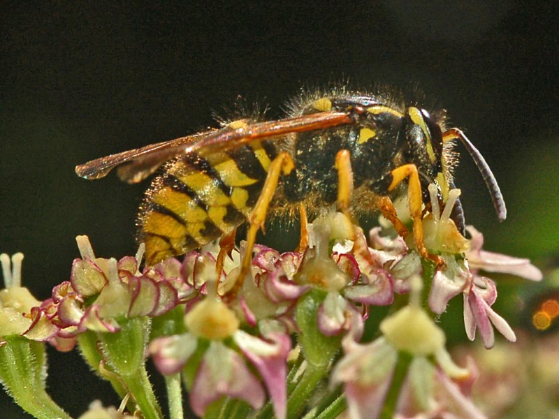 Dolichovespula sp. (Vespidae)